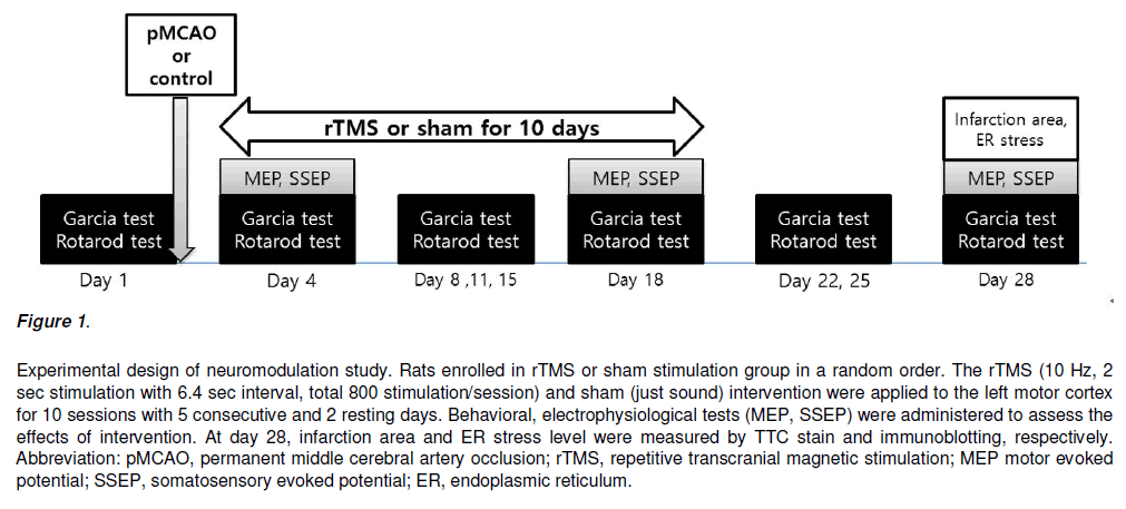 experimental-stroke-translational-medicine-Experimental-design