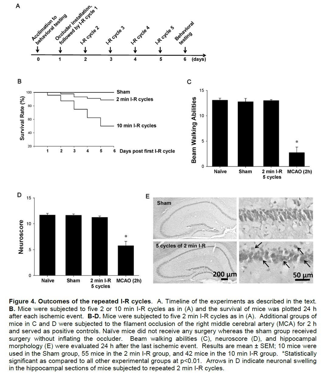 experimental-stroke-translational-medicine-I-R-cycles