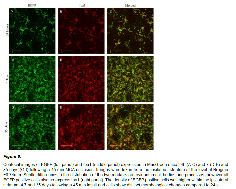 experimental-stroke-translational-medicine-MacGreen-mice