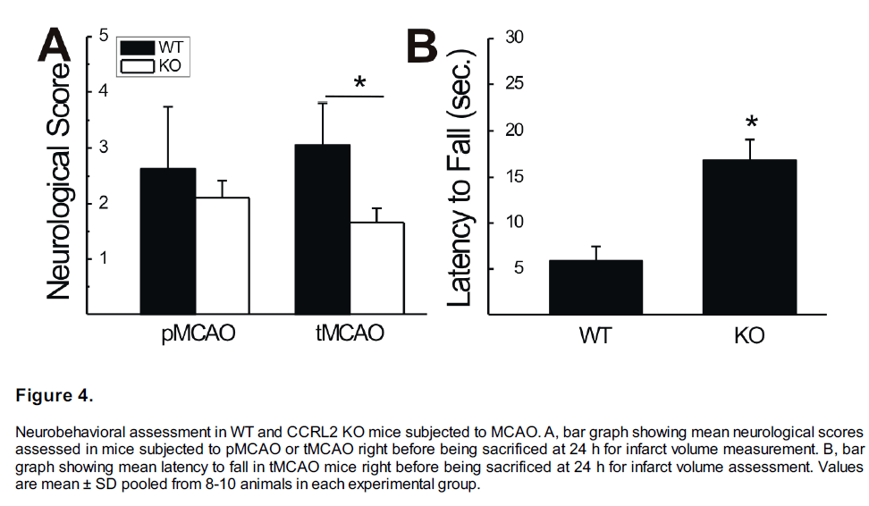 experimental-stroke-translational-medicine-Neurobehavioral-assessment