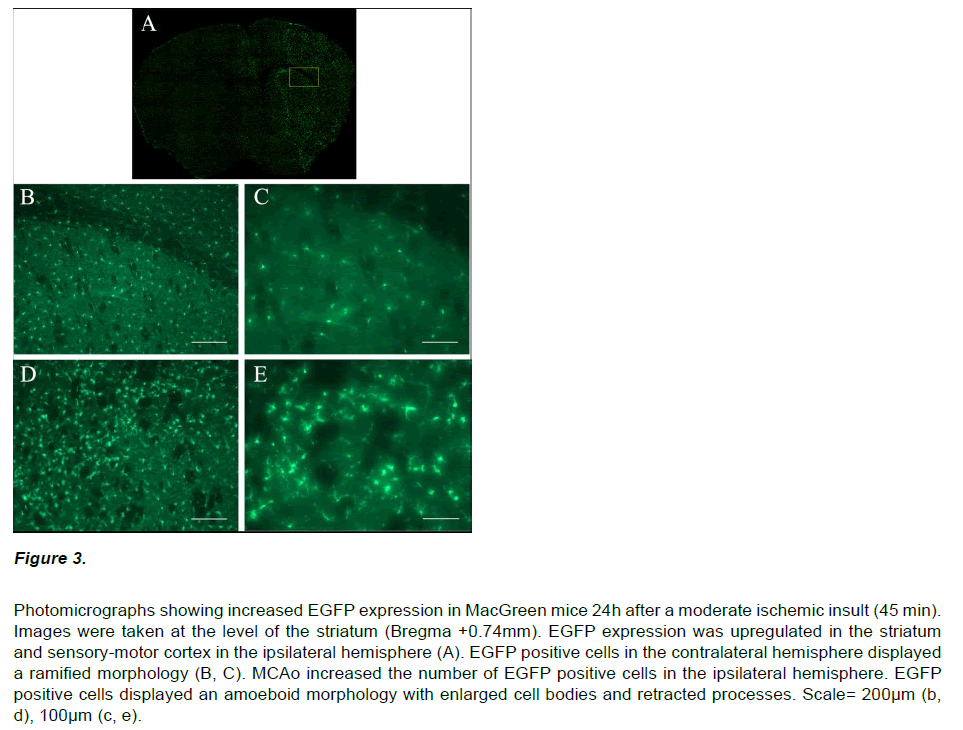 experimental-stroke-translational-medicine-Photomicrographs