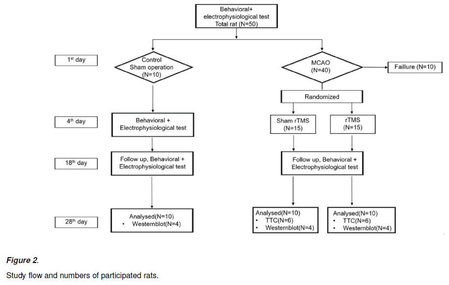 experimental-stroke-translational-medicine-Study-flow