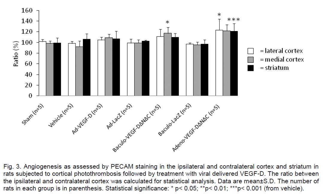 experimental-stroke-translational-medicine-contralateral-cortex