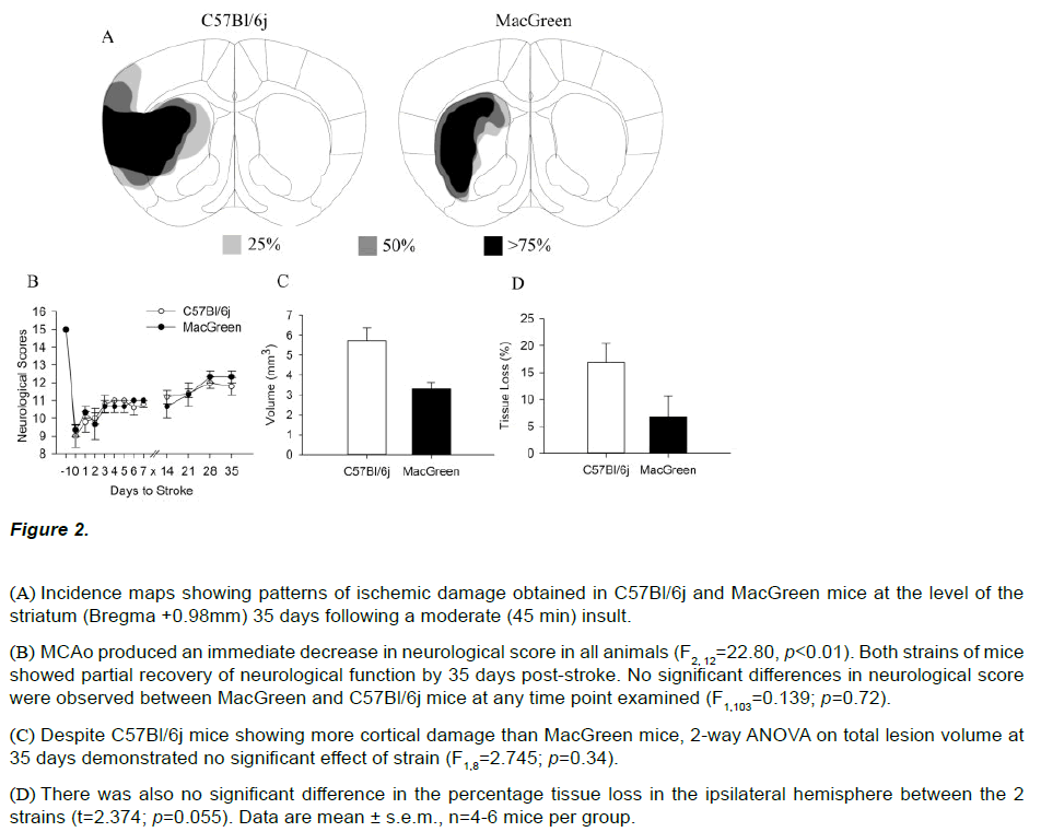 experimental-stroke-translational-medicine-ischemic-damage