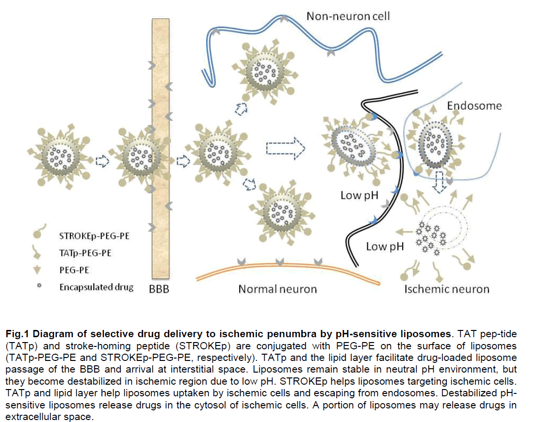 experimental-stroke-translational-medicine-ischemic-penumbra