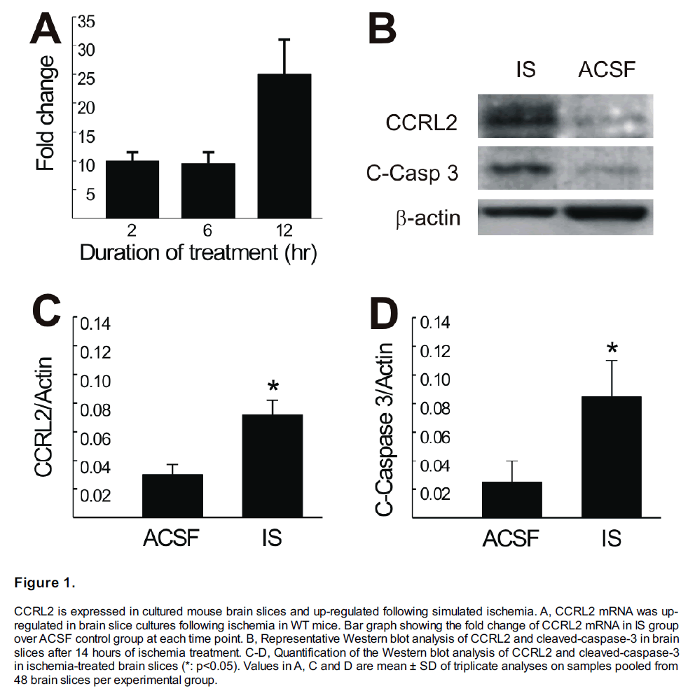 experimental-stroke-translational-medicine-simulated-ischemia