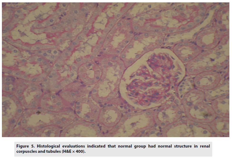 imaging-in-medicine-Histological-evaluations