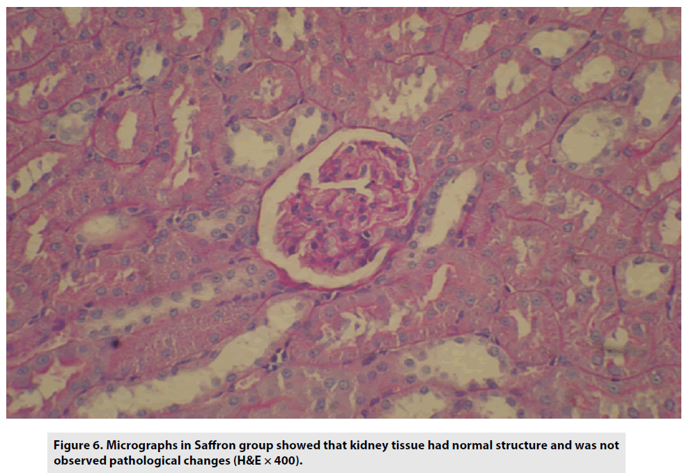 imaging-in-medicine-Micrographs