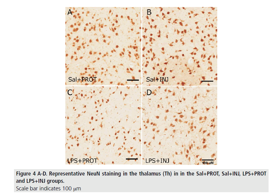 imaging-in-medicine-NeuN-staining