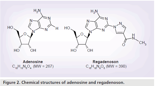 imaging-in-medicine-adenosine-regadenoson