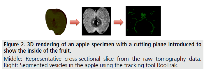 imaging-in-medicine-cutting-plane