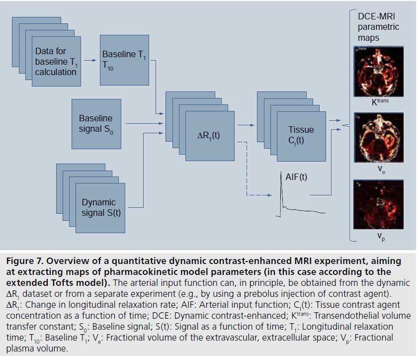 imaging-in-medicine-echo-contrast