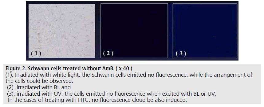 imaging-in-medicine-fluorescence-arrangement