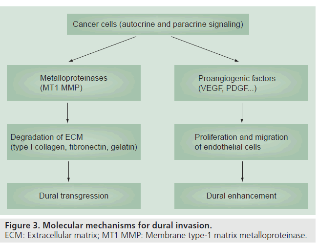 imaging-in-medicine-matrix-metalloproteinase