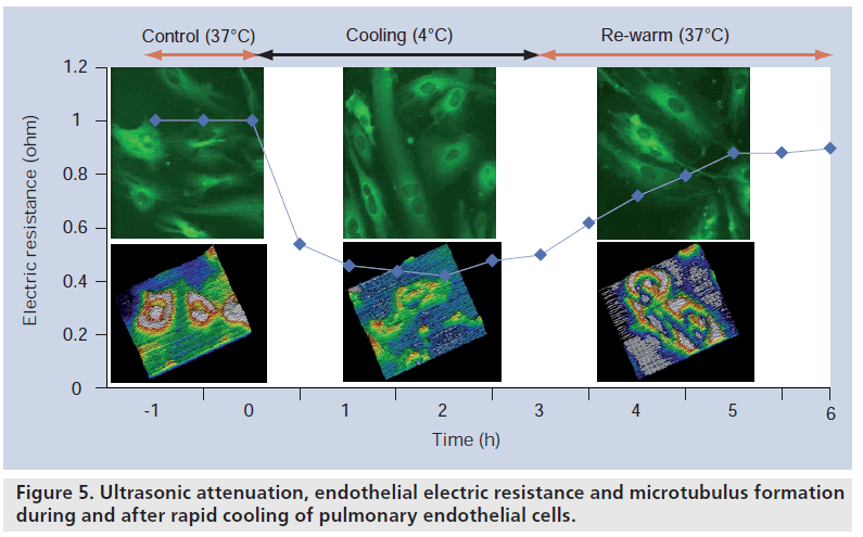 imaging-in-medicine-microtubulus-formation