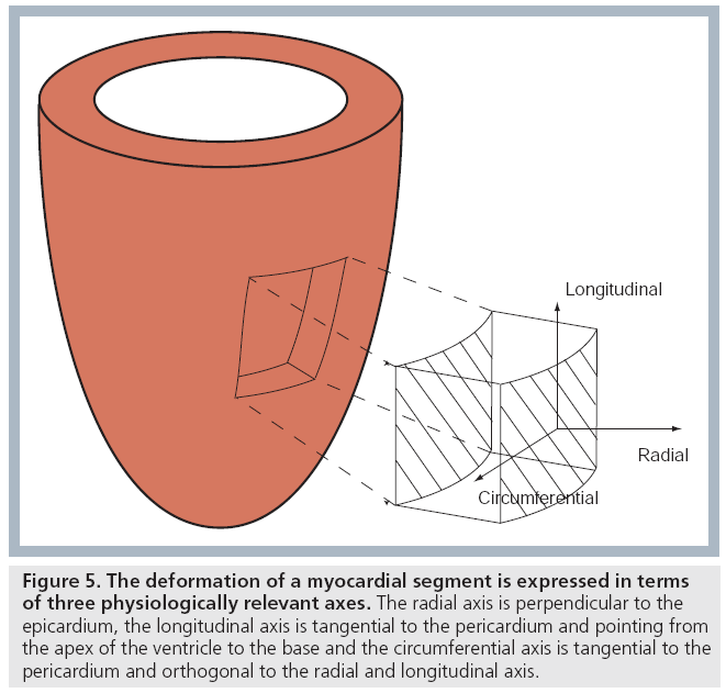 Global Longitudinal Strain and Global Circumferential Strain by