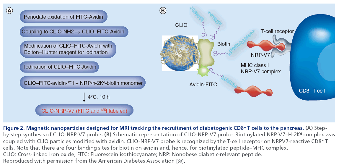 imaging-in-medicine-nanoparticles