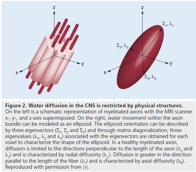 imaging-in-medicine-physical-structures