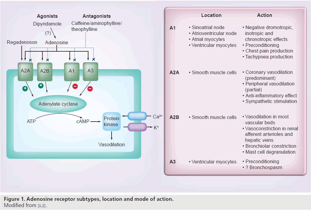 imaging-in-medicine-receptor-subtypes