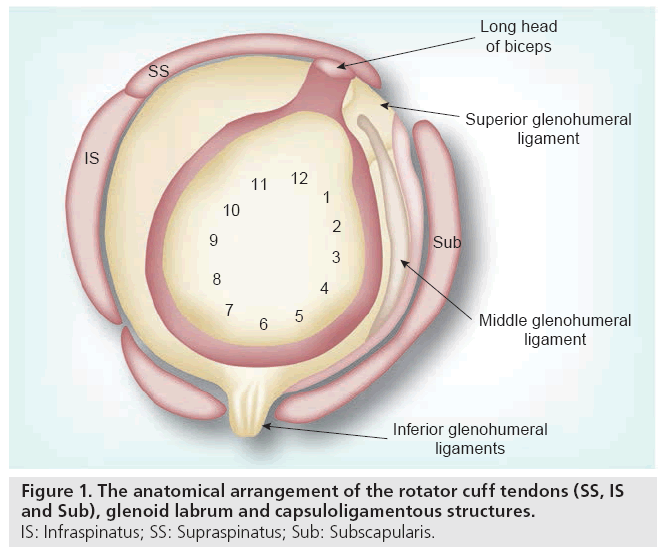 imaging-in-medicine-rotator-cuff
