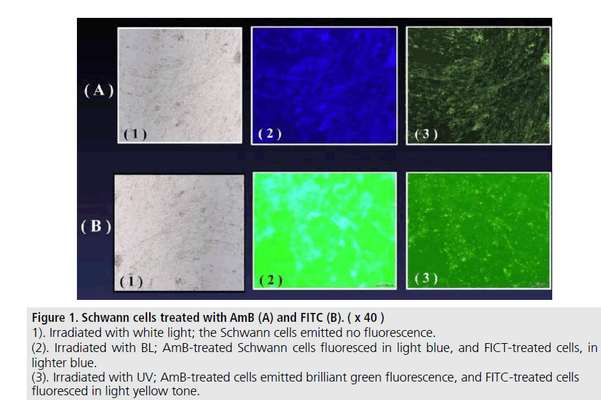 imaging-in-medicine-treated-cells