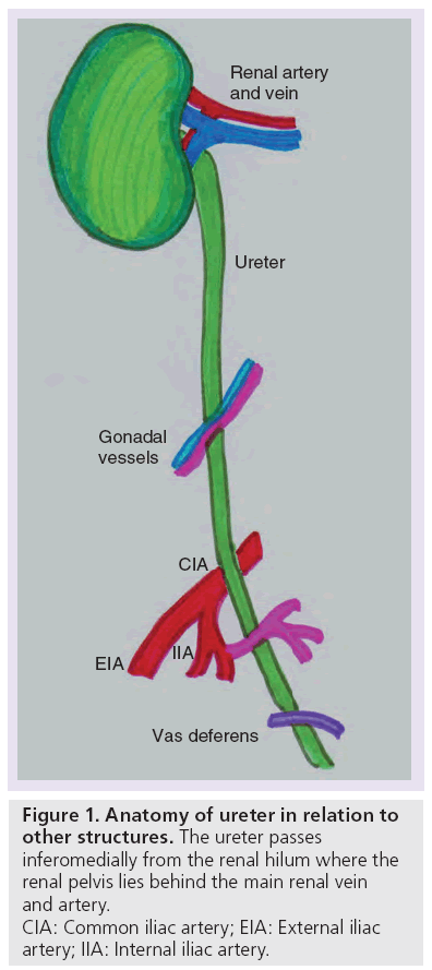 imaging-in-medicine-ureter