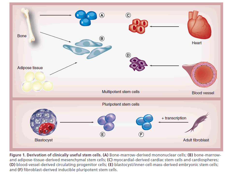 interventional-cardiology-Derivation-clinically