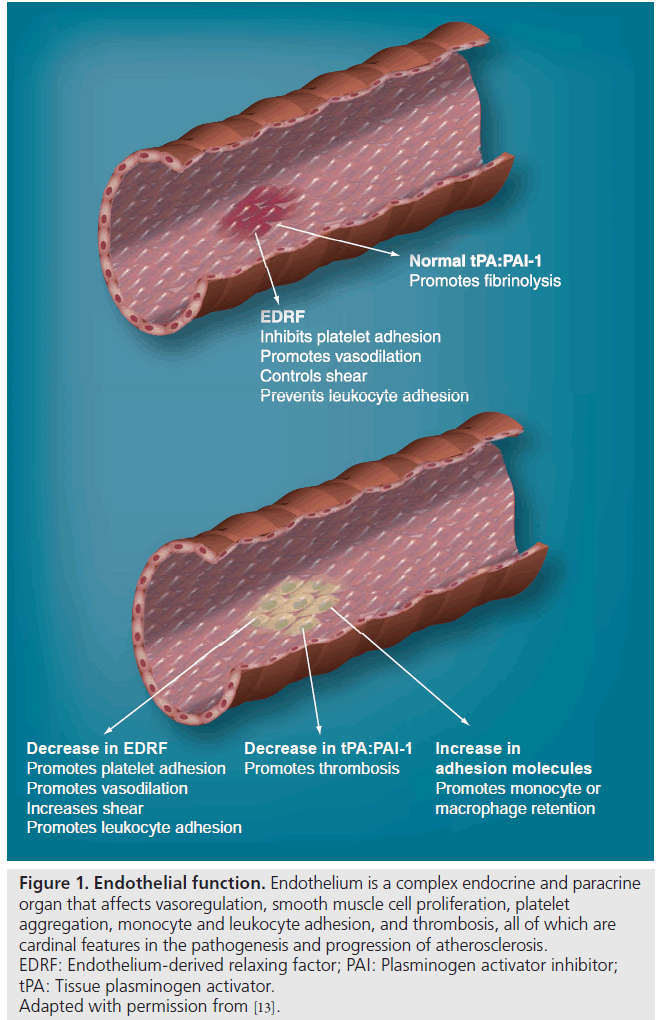 interventional-cardiology-Endothelial-function