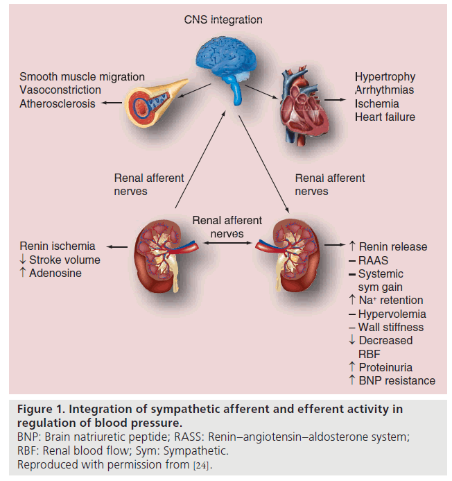 interventional-cardiology-Integration-sympathetic