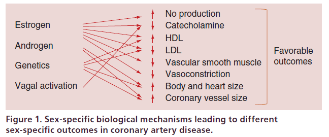 interventional-cardiology-Sex-specific-biological