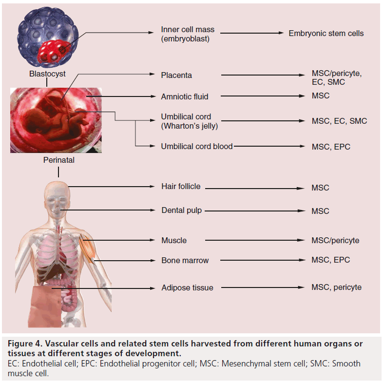 interventional-cardiology-Vascular-cells
