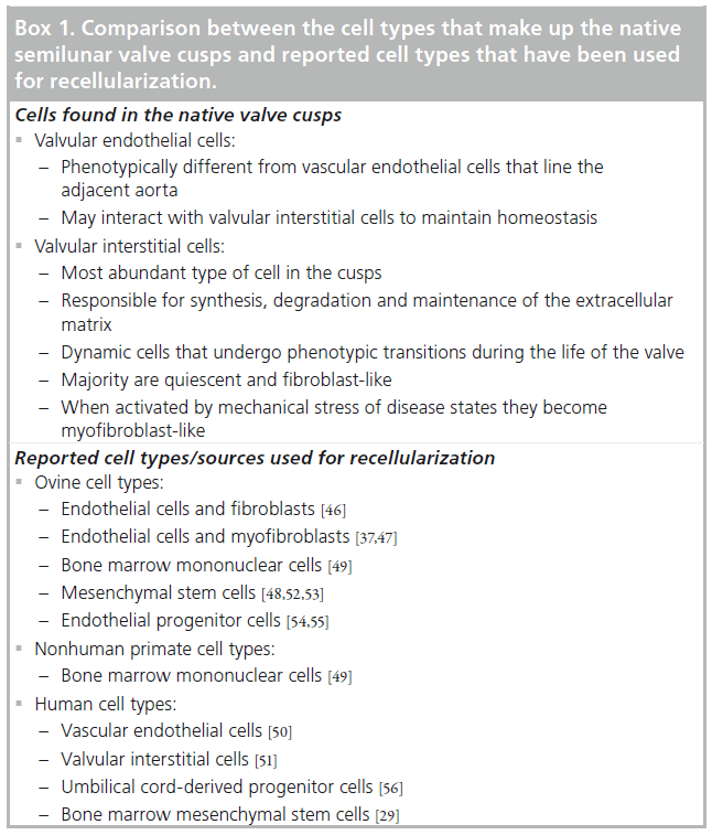 interventional-cardiology-semilunar-valve-cusps