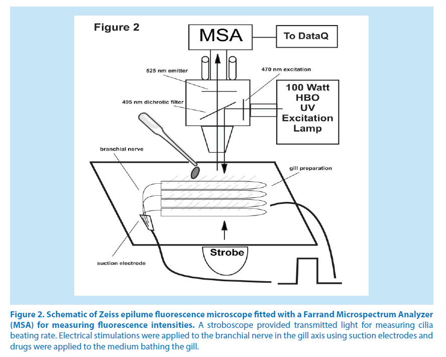 pharmaceutical-bioprocessing-Zeiss-epilume