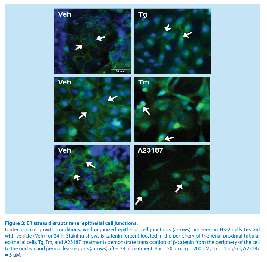 pharmaceutical-bioprocessing-cell-junctions