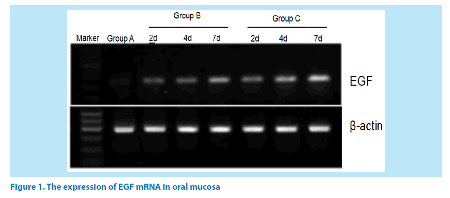 pharmaceutical-bioprocessing-oral-mucosa