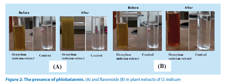 pharmaceutical-bioprocessing-presence-phlobatannin