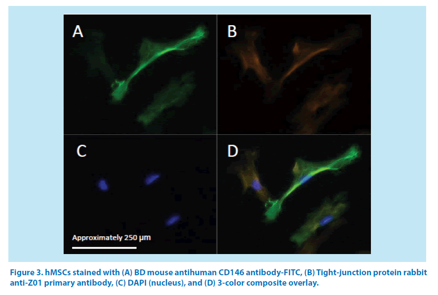 pharmaceutical-bioprocessing-protein-rabbit