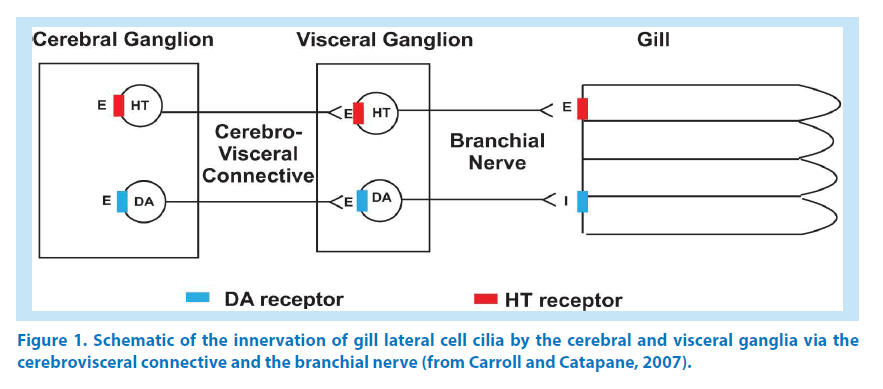 pharmaceutical-bioprocessing-visceral-ganglia